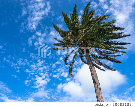 palm trees in the blue sunny sky 20083185