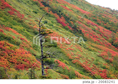 大雪山の銀泉台 20083241