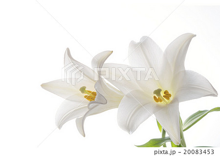 百合の花 20083453