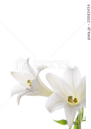 百合の花の写真素材 0454