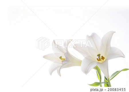 百合の花 20083455