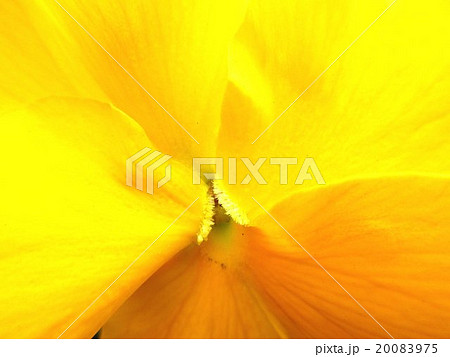 パンジーのアップ　黄色 20083975