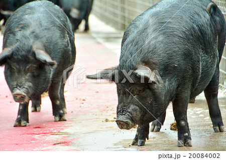 アグー豚 20084002