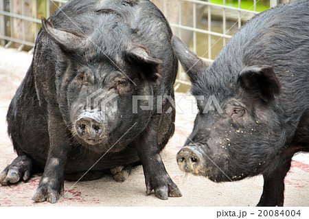 アグー豚の写真素材 [20084004] - PIXTA