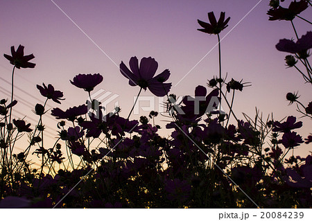コスモスのシルエットの写真素材