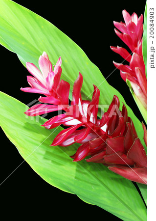 Torch Ginger red flower 20084903