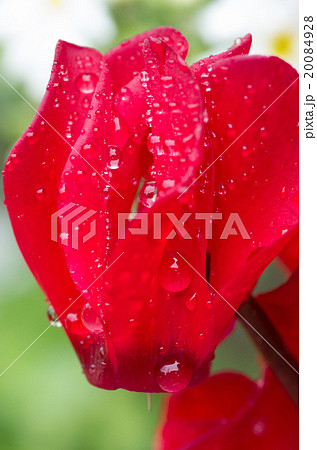 水滴のついたシクラメン 20084928