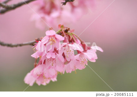 オカメザクラ (桜の園芸品種) その1。 Cherry Blossoms 20085111