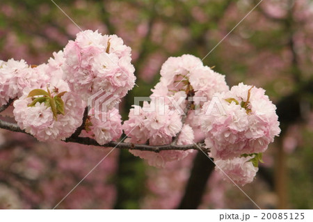 紅手毬 (べにてまり、八重桜) その3。 Cherry Blossoms 20085125