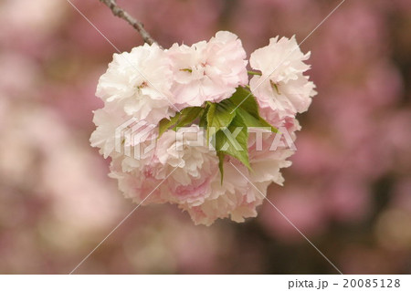 松月 (しょうげつ、里桜) その3。 Cherry Blossoms 20085128