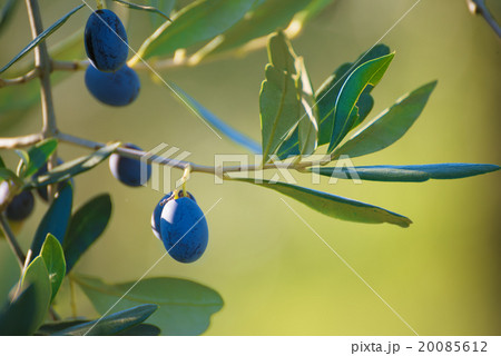 Olive tree with fruits 20085612