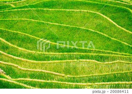 Rice Field 20086411