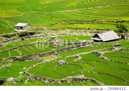 Rice Field 20086412