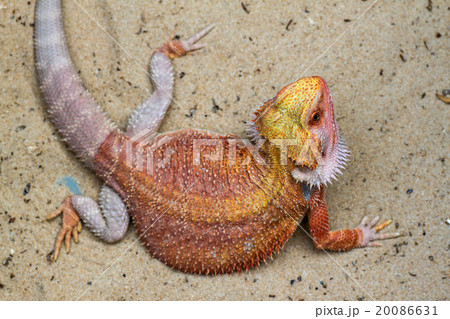 Bearded Dragon 20086631