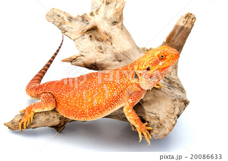 Bearded Dragon 20086633