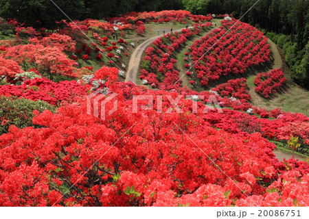 笠間つつじまつり 20086751