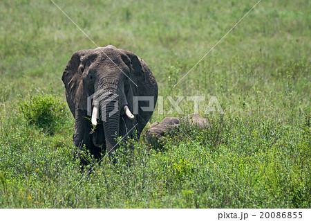 Female African elephant with a cub 20086855