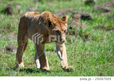 Lion cub Lion cub 20087009