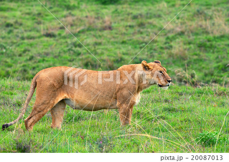 Lioness 20087013
