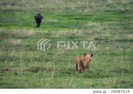 Predator and prey 20087014