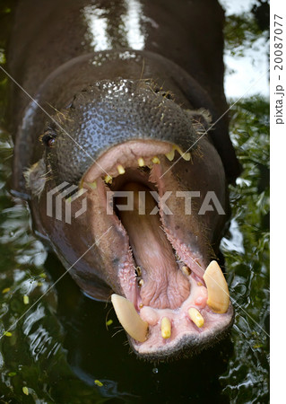 Pygmy hippo  20087077