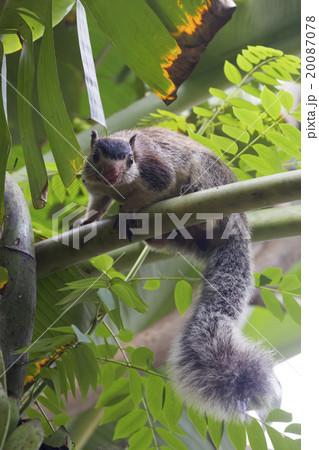 Grizzled giant squirrel (Ratufa macroura) 20087078