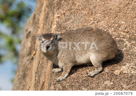 Rock hyrax Rock hyrax 20087079