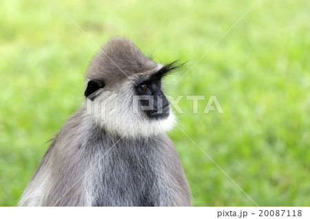 Gray langur (Semnopithecus etellus) 20087118