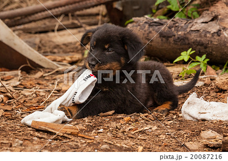 Cute black stray dog puppy Cute black stray dog puppy 20087216