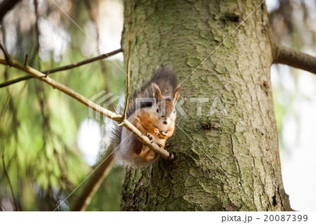 Eurasian red squirrel in the tree Eurasian red squirrel in the tree 20087399