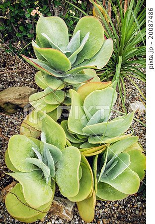 Kalanchoe thyrsiflora plant 20087486