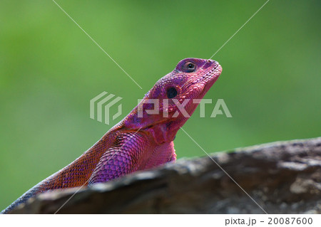 Mwanza flat-headed rock agama Mwanza flat-headed rock agama 20087600