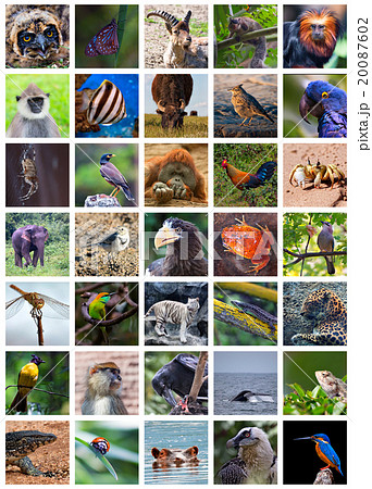 Animals od the world Animals od the world 20087602