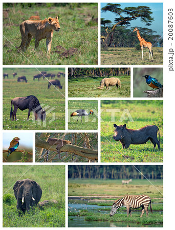 African Safari 20087603