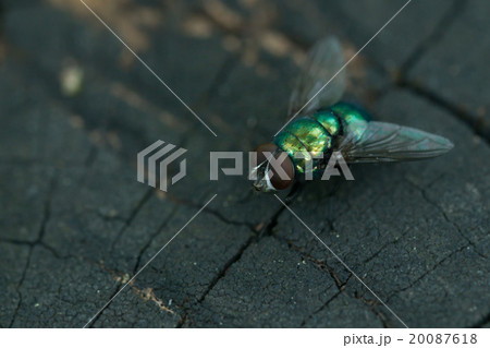 Common greenbottle fly 20087618