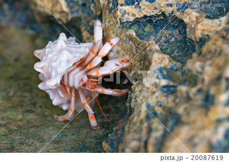 Hermit crab 20087619