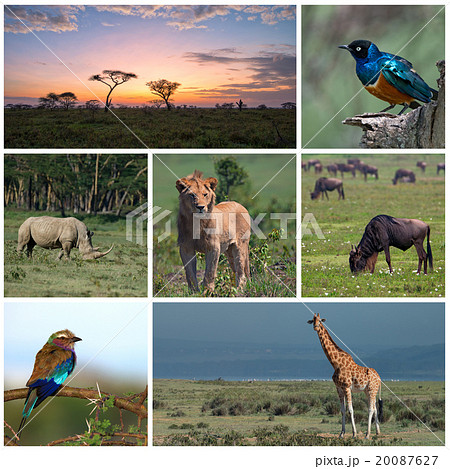 Savannah Safari 20087627