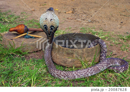Snake charming 20087628