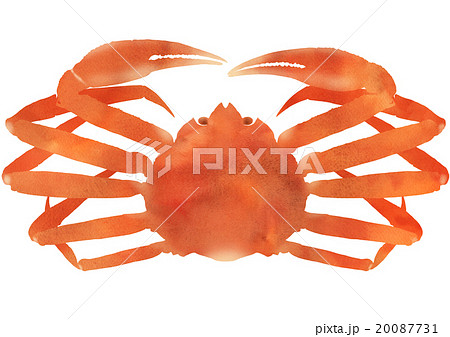 ずわいがに正面 20087731