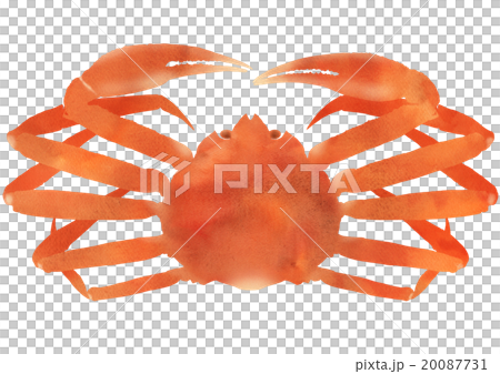 ずわいがに正面 20087731