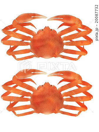 ずわいがに正面（中サイズセット） 20087732