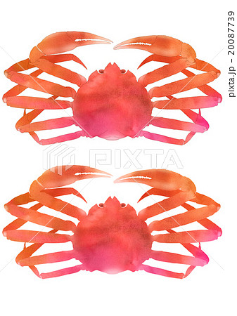 鮮やかズワイガニ正面（中サイズセット） 20087739