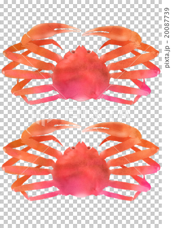 鮮やかズワイガニ正面（中サイズセット） 20087739