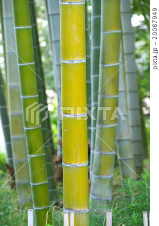 縮景園の竹林 20087949
