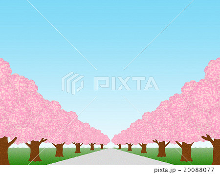 桜並木 20088077