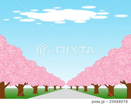 桜並木 20088078