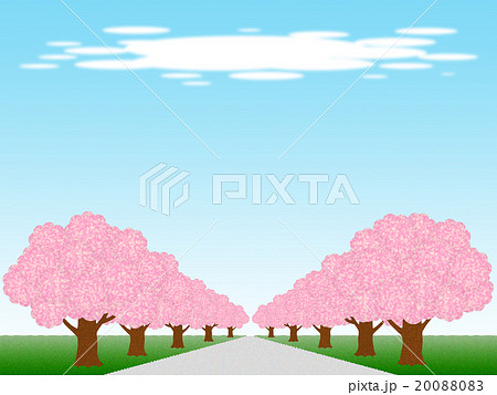 桜並木 20088083
