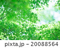 キラキラの新緑 20088564