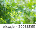 キラキラの新緑 20088565