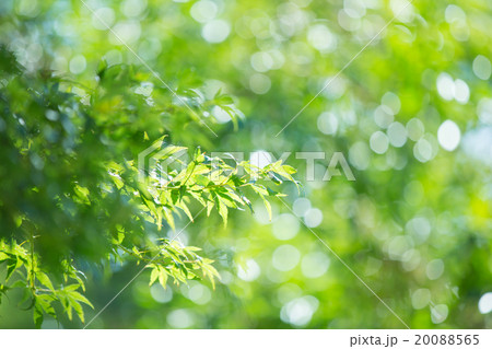 キラキラの新緑 20088565